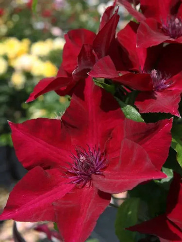 Clematis seeds flower seed - clematis,