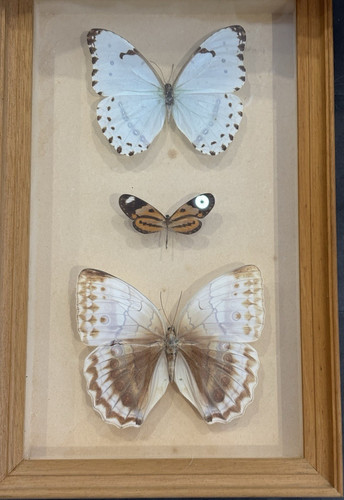 Mounted butterfly taxidermy - butterfly,