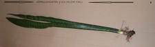 RARE TALL SNAKE PLANT - FULL SIZE TALL VARIETY - Sansevieria plant succulent 
