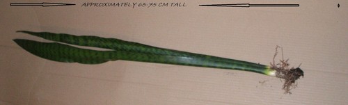 Rare tall snake - tall, plant