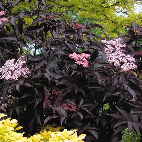 Sambucus nigra black beauty - nigra,