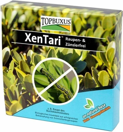 Topbuxus xentari boxwood - topbuxus,