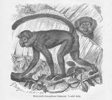 Woodcut of a monkey from 1891