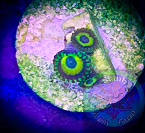 Saf blue eyed - saf~blue,