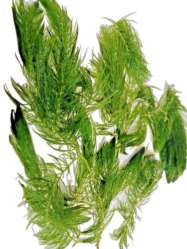 12x hornwort live aquarium - 12x,