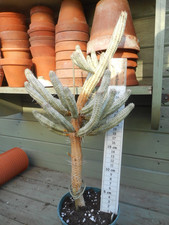 Euphorbia mammillaris