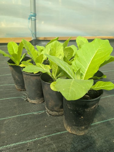 Amber leaf tobacco - amber,
