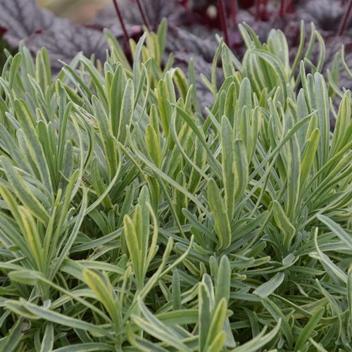Lavender platinum blonde herb - lavender,