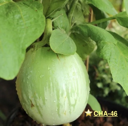 Genuine hybrid bangladeshi - hybrid,