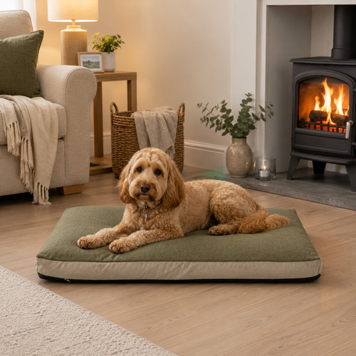Premium box olive - premium, pet/dog