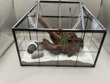 Plant Terrarium Succulent