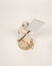 Taxidermied White Mouse with