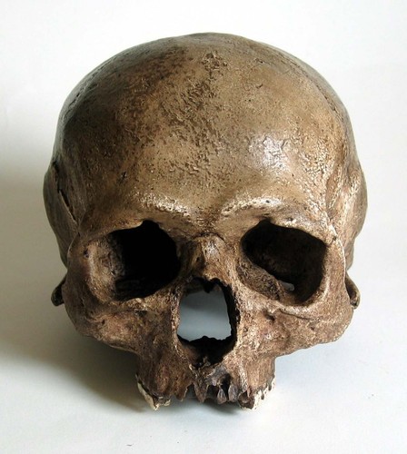 Human skull replica - human,