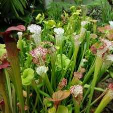 Sarracenia Pitcher Plant Mixed Rare Species Carnivorous Plant Seeds - 15 Seeds