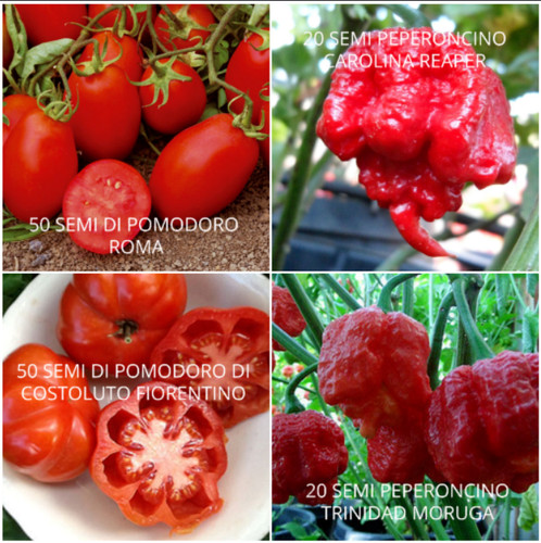 140 seeds tomatoes and - 140, of