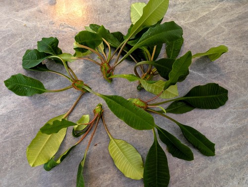 Fresh cutting madagascar - fresh,