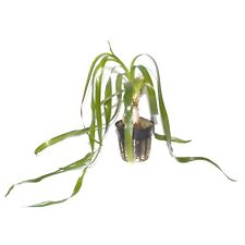 Crinum thaianum Tropica Live Aquarium Plant - EU Grown Shrimp & Snail Safe