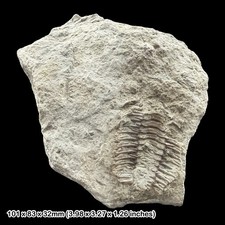 Calymene blumenbachii