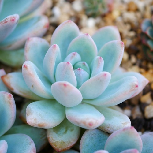 Echeveria star snow 6cm plant - star,