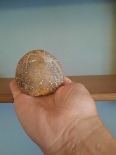 Fossil echinoid west runton - echinoid,