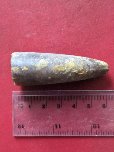 Fossil belemnite jurassic - belemnite,, uk