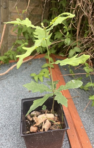 Oak tree sapling 20cm - tree,