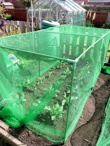 Fruit and veg - veg, cage