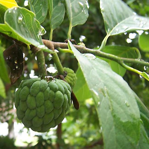Annona squamosa seeds - -, 10