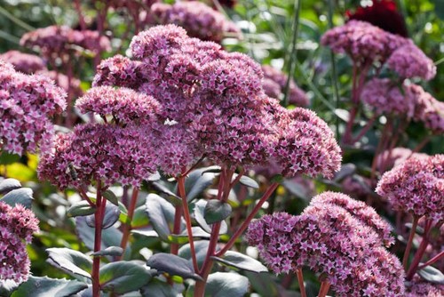 Sedum matrona - sedum, 'matrona'