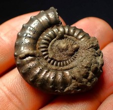 LARGE pyrite ammonite fossil Crucilobiceras (34mm) Charmouth Jurassic Coast UK