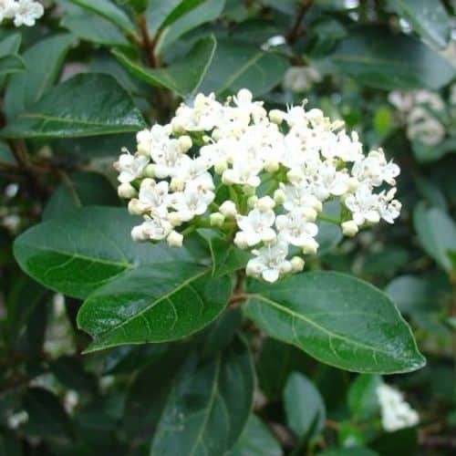 Rhs viburnum hardy - rhs,