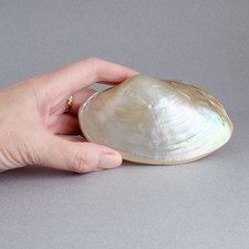 Polished COMPLETE Mother of Pearl CLAM SHELL  - 4.5" Across - Iridescent Shine