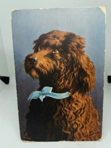 Brown french poodle dog - brown,