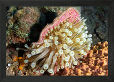 Sea Anemone Close-Up Framed