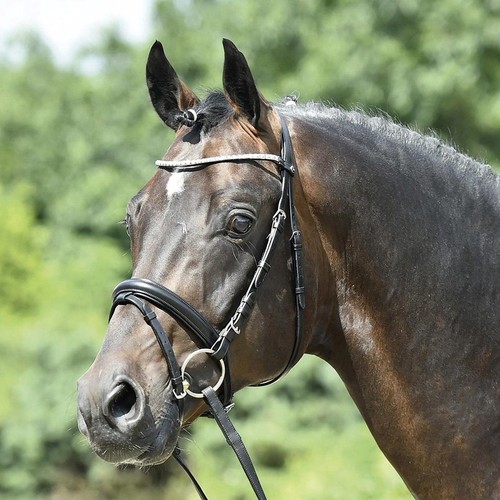 Kieffer arezzo snaffle bridle - arezzo,