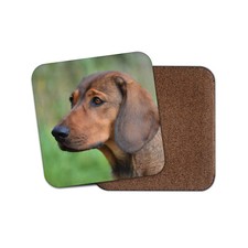 Alpine Dachsbracke Puppy