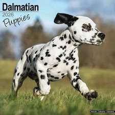 Dalmatian Puppies Calendar