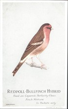 REDPOLL BULLFINCH HYBRID