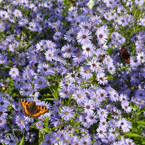 Aster little carlow - little, lavender