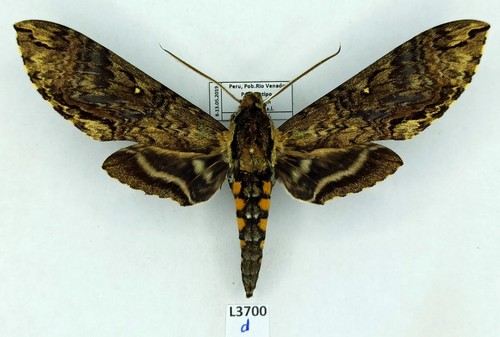 Sphingidae manduca scutata - manduca,