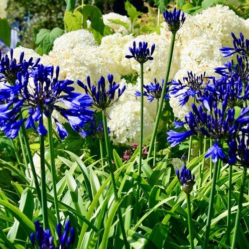 African lily agapanthus - african,
