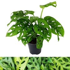 Monstera obliqua Monkey Leaf