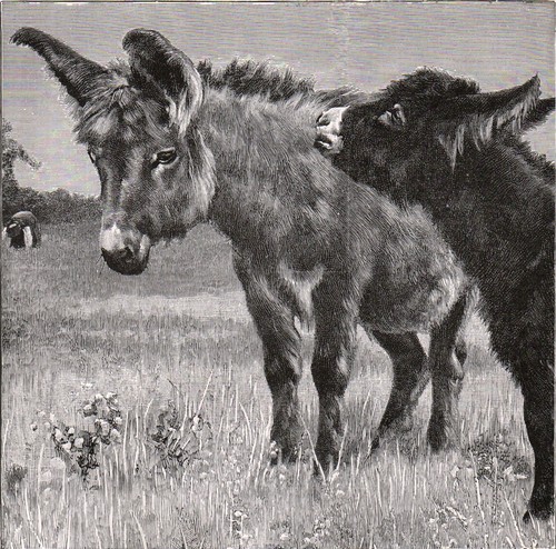 Domestic ass 1894 mammal - ass,