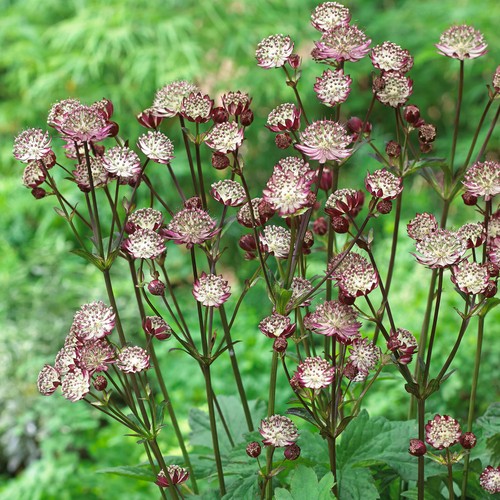 Astrantia star passion real - of,