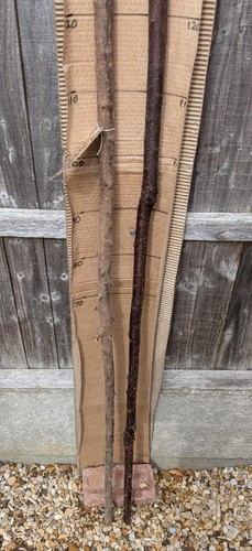 Blackthorn walking stick shank - blackthorn,