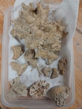 Selection fossilised coral - of,