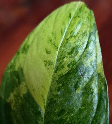 Rare monstera obliqua mayuna - obliqua,