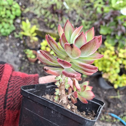 Echeveria devotion plants - echeveria, 'devotion'