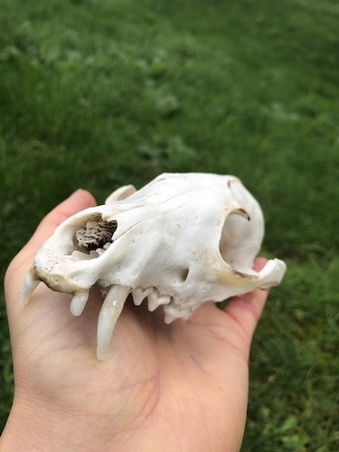 Real fox skull - skull,