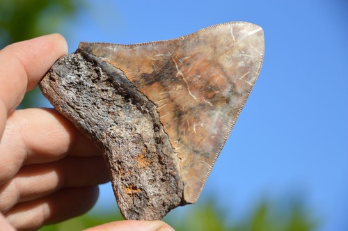 Beautiful megalodon - beautiful, 3.4"